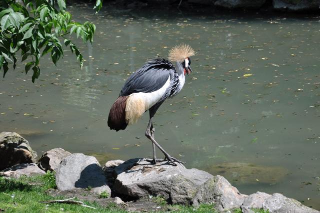 min 2013 07 06 beauval 257